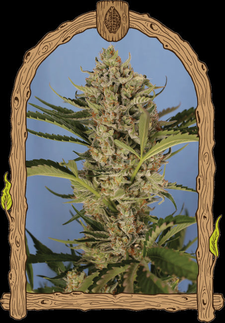Herz OG Auto Feminised Seeds