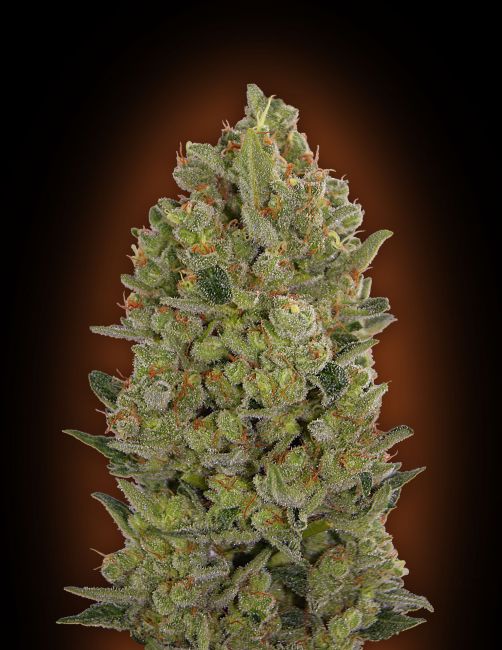 Cheese Feminised Seeds