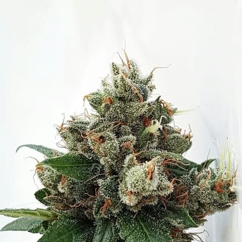 Respect Gorilla Feminised Seeds