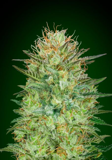 Sweet Critical Auto Feminised Seeds