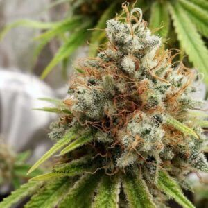 Herer Hashplant Regular Seeds