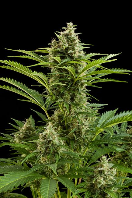 Vesta Auto Feminised Seeds