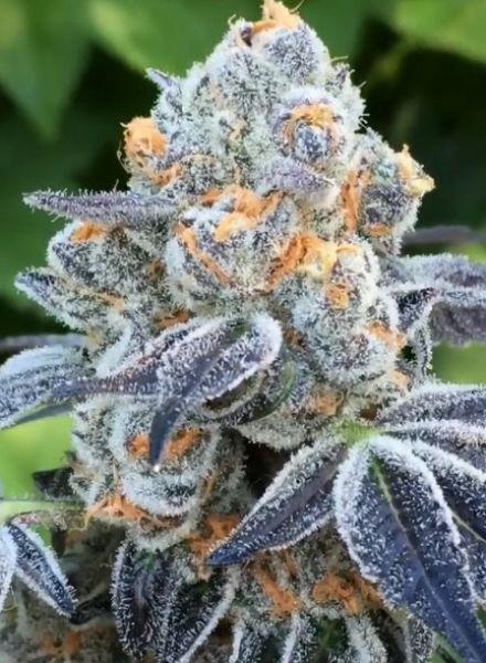 Death Scout Regular Seeds