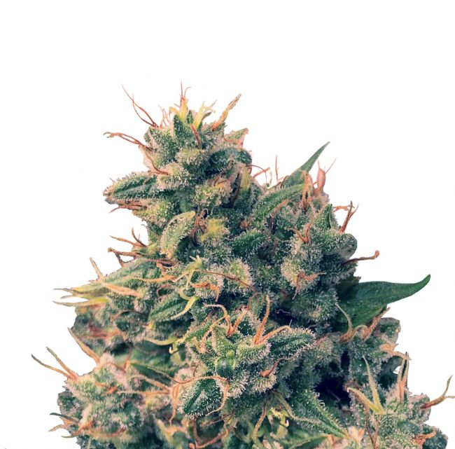 Guawi Feminised Seeds