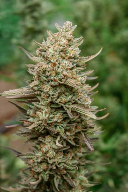 Top Gun Auto Feminised Seeds