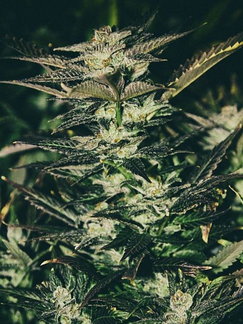Jupiter OG Kush Feminised Seeds