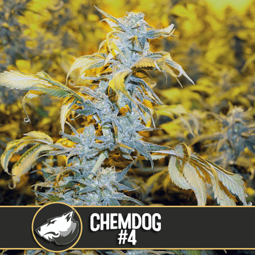 Chemdog # Feminised Seeds