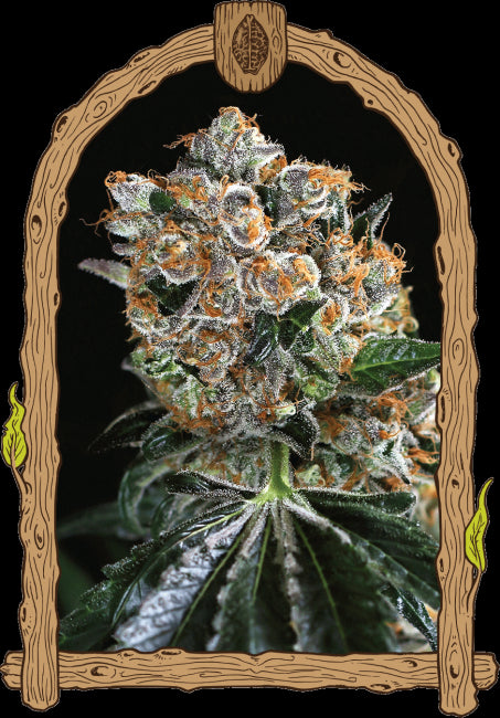 Malasaña Cookies Feminised Seeds