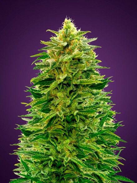 Amnesia Auto Feminised Seeds