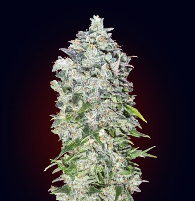 Kush Auto Feminised Seeds