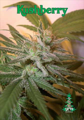 Kushberry Feminised Seeds