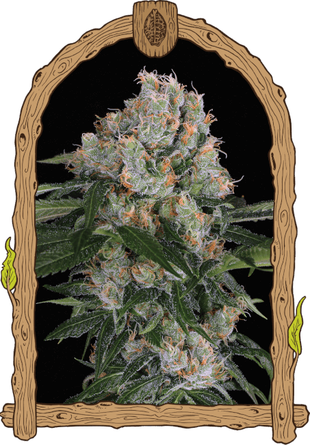 Artic Flurry Feminised Seeds
