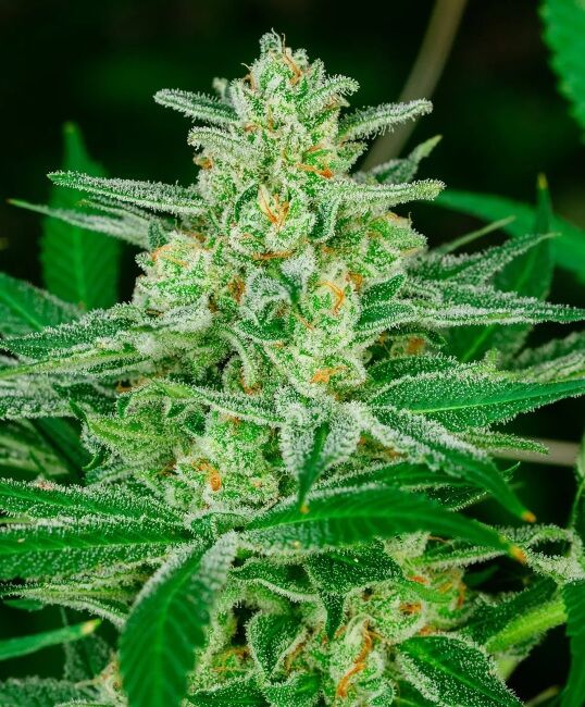 Blue Dream FAST Feminised Seeds
