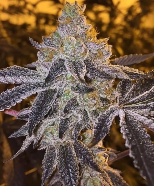 Gopher Glue FAST Feminised Seeds
