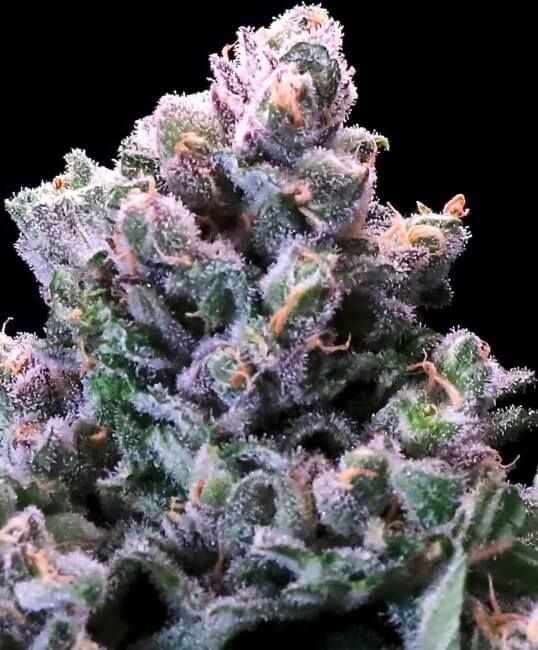 Grapes 'n' Cream FAST Feminised Seeds