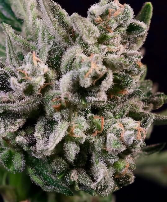Peanut Butter Breath Fast Feminised Seeds