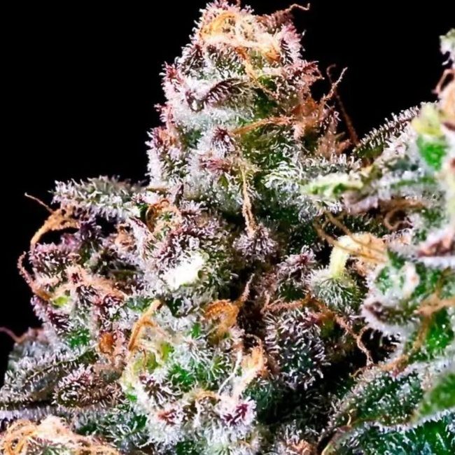 Purple Punch Feminised Seeds