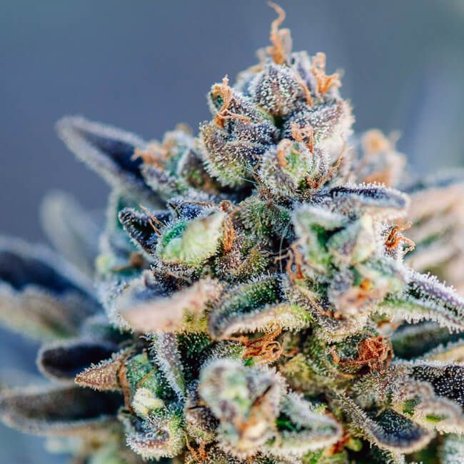 Top Gun Auto Feminised Seeds