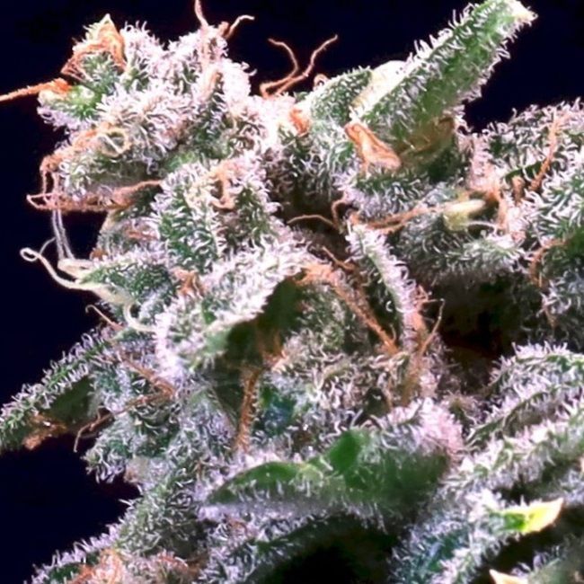 Banana Cream Jealousy Feminised Seeds