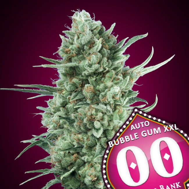 Bubble Gum XXL Auto Feminised Seeds