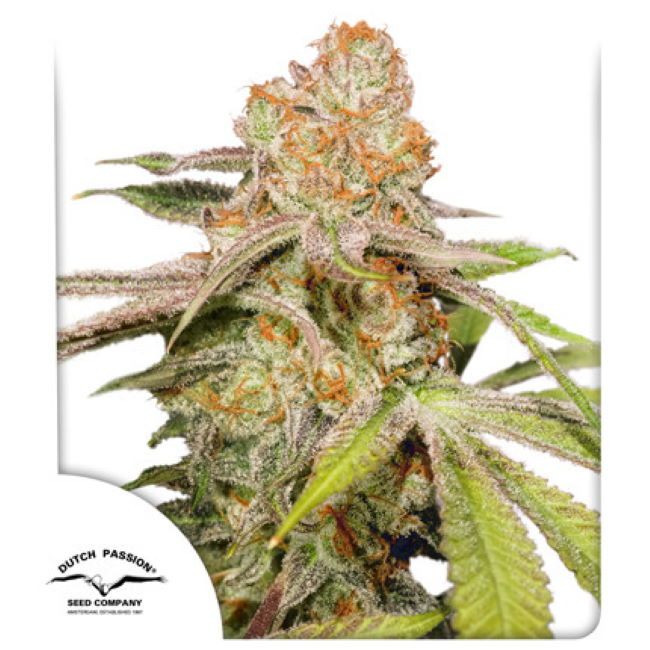 Mac # Auto Feminised Seeds