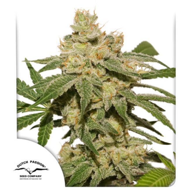 Oh My Gusher Auto Feminised Seeds