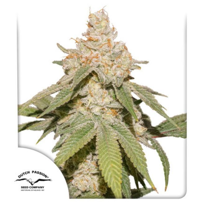 SFV OG Auto Feminised Seeds
