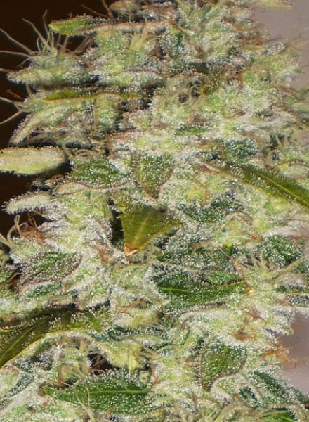Truly Fruity Regular Seeds