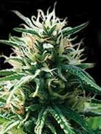 Sweety Auto Feminised Seeds