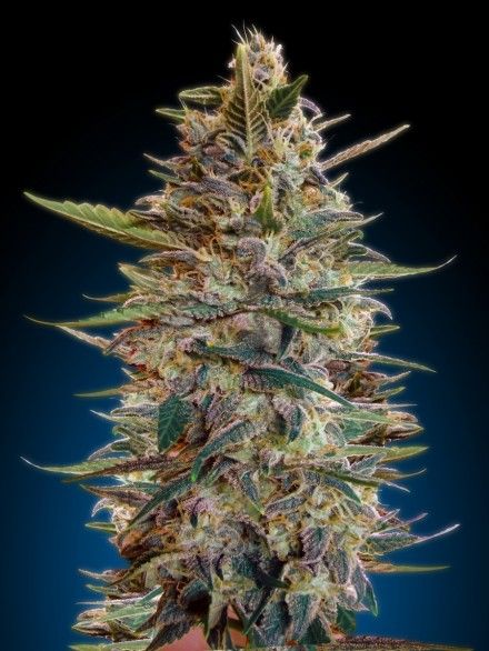 Bluediesel Auto Feminised Seeds