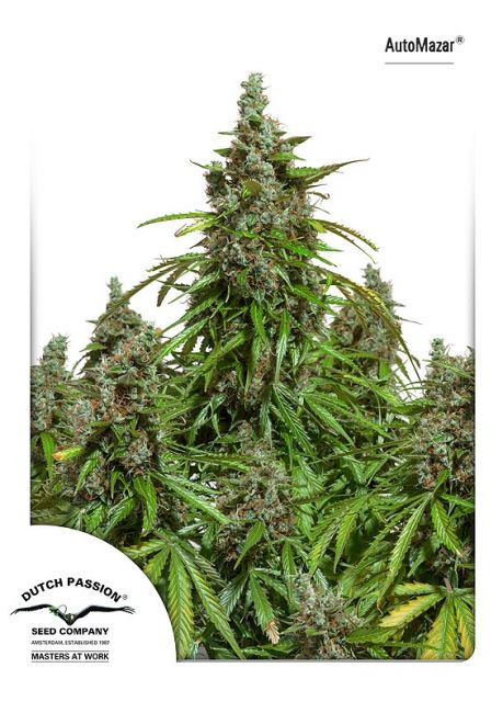 Mazar Auto Feminised Seeds