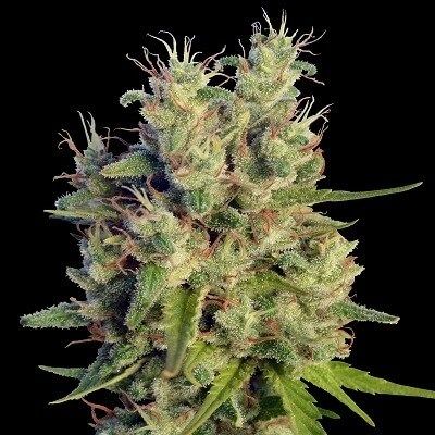 Super Malawi Haze Feminised Seeds