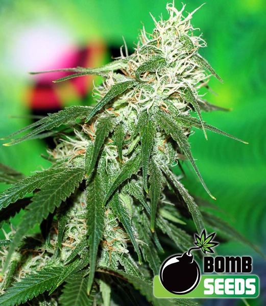 Buzz Bomb Regular Seeds