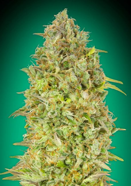 Skunk Feminised Seeds