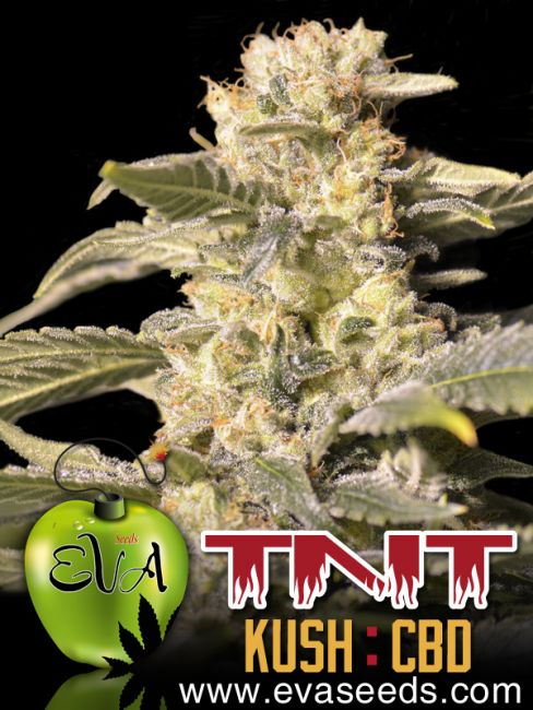 TNT Kush CBD Feminised Seeds