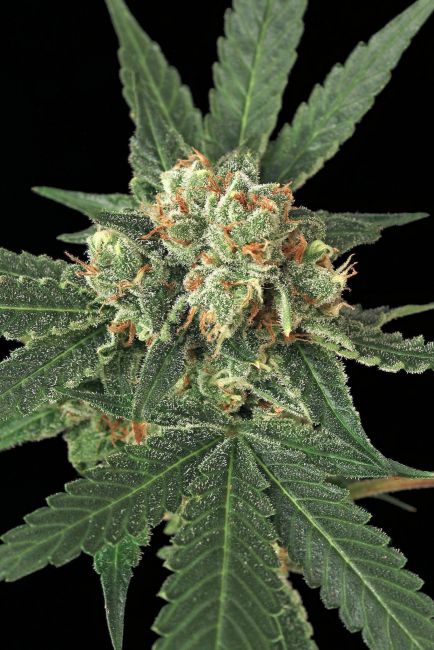 Blue Monkey Feminised Seeds