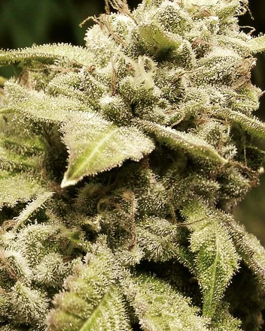 Gorilla White Widow Feminised Seeds