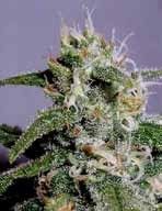Cindy Feminised Seeds