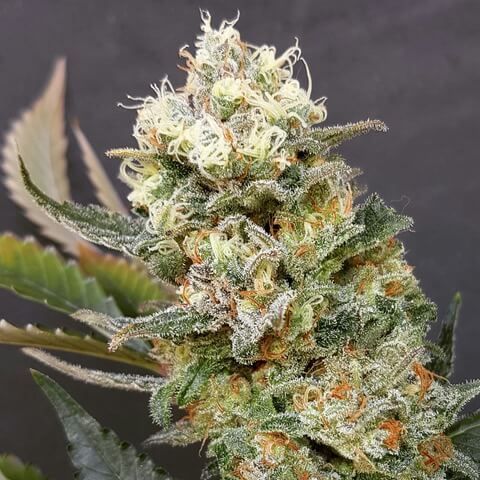 Zkittlez Glue Feminised Seeds