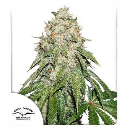 Banana Blaze Feminised Seeds