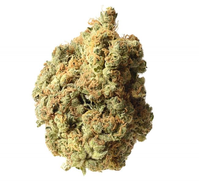 AK Feminised Seeds