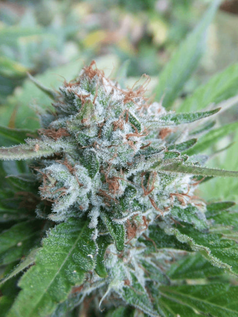 Bellini Feminised Seeds (Gold Collection)
