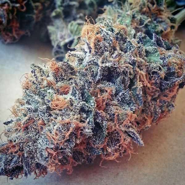 Ultimate Purple Feminised Seeds