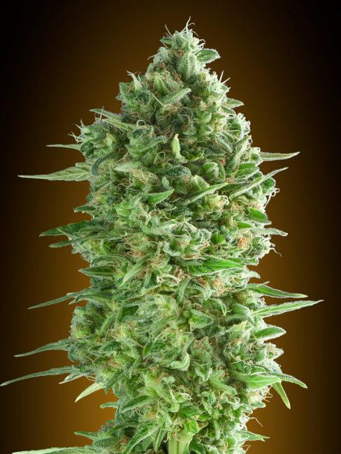DoSiDos Cookies Feminised Seeds
