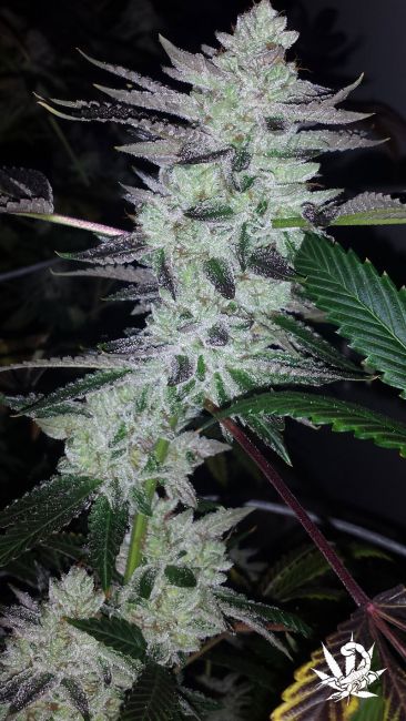 Delinquent OG Feminised Seeds