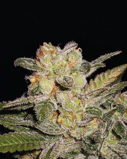 Northern Lights Auto Feminised Seeds