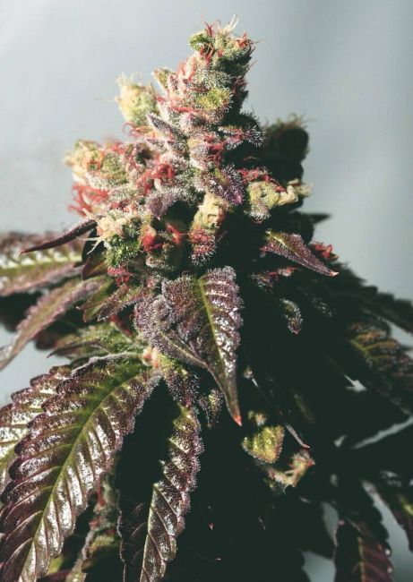 Passion Berry Feminised Seeds (Gold Collection)