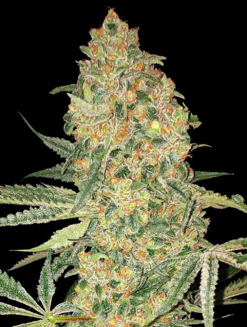 Bruce Banner Feminised Seeds