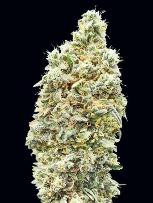 Strawberry Banana FAST Feminised Seeds