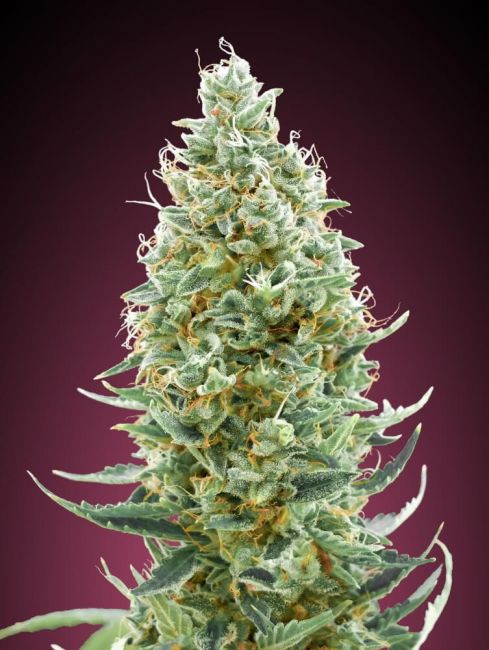 Amnesia FAST Feminised Seeds